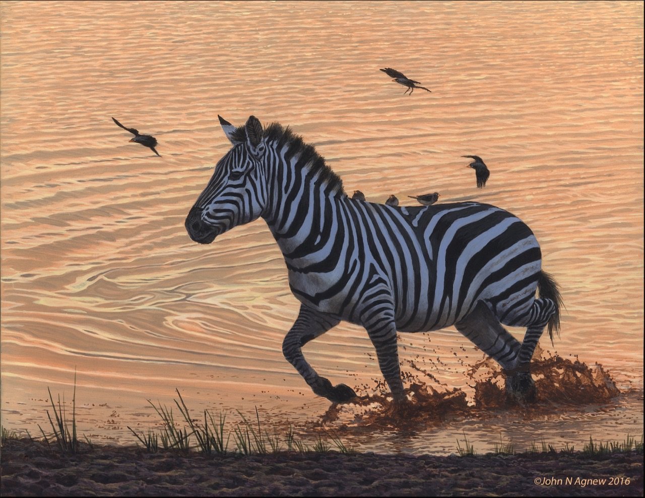 Running Zebra.jpg