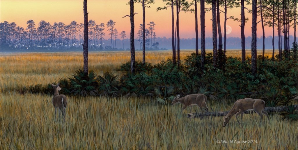 48 Pinelands Sunrise12x24.jpg