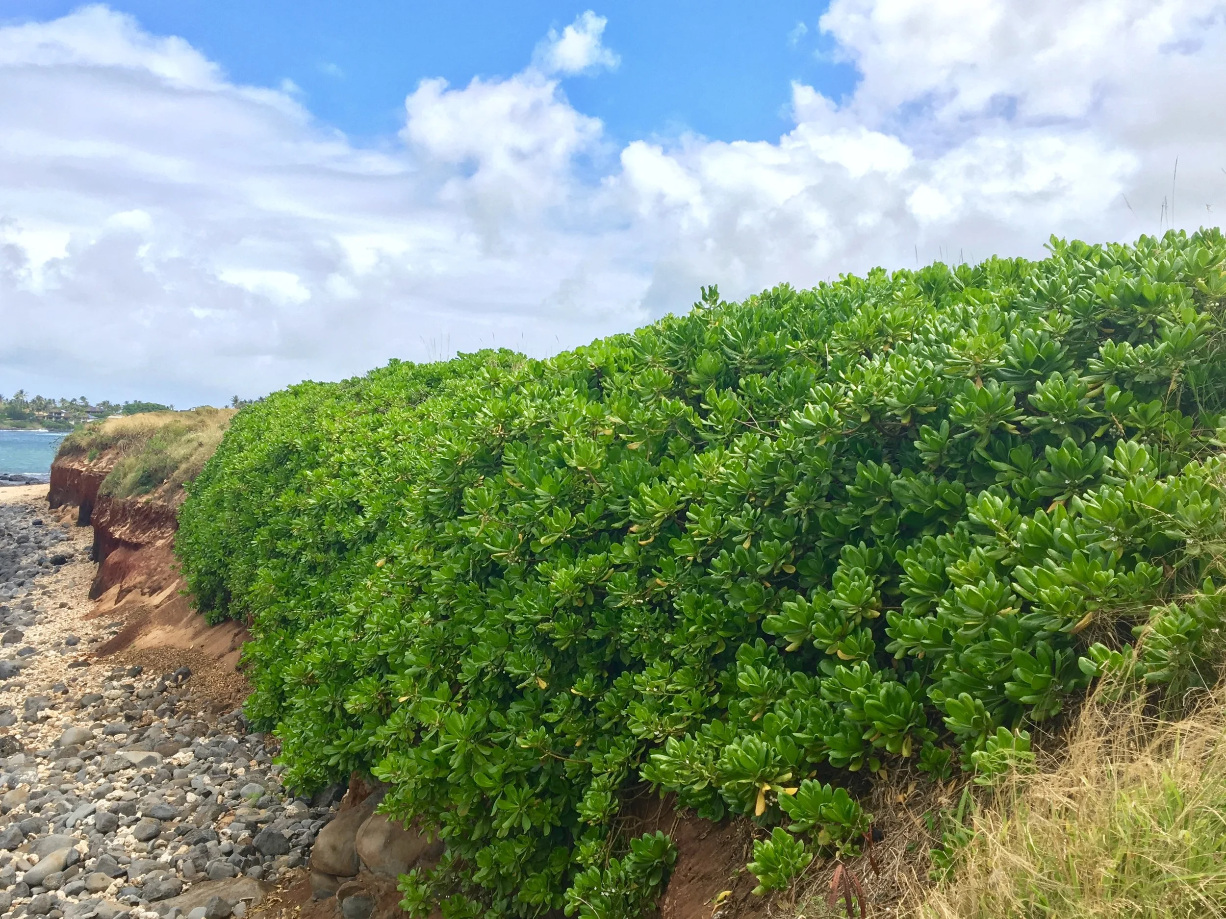 Naupaka preventing erosion of the shoreline