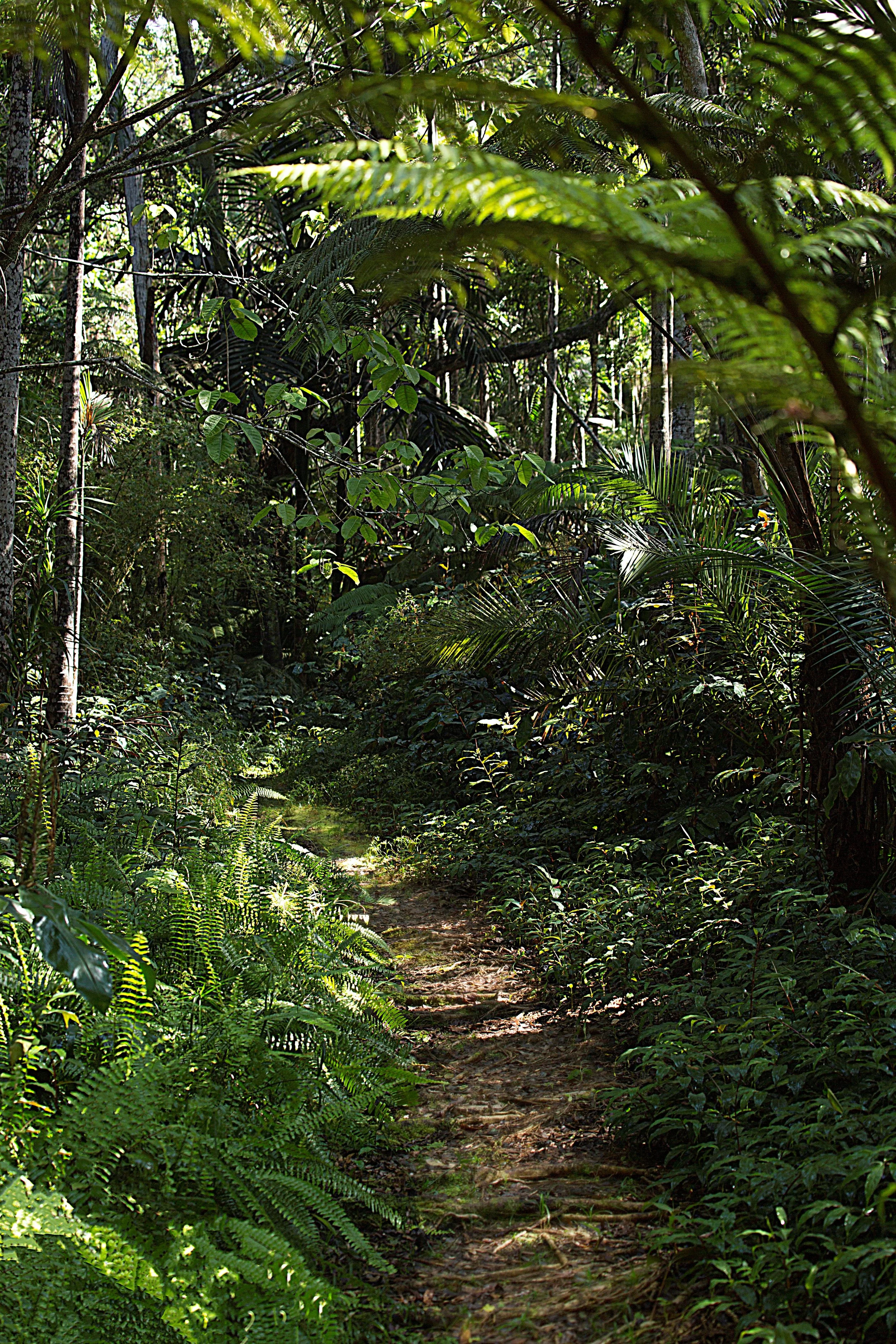 Kona Cloud Forest. Photo Courtesy of Kelly Dunn
