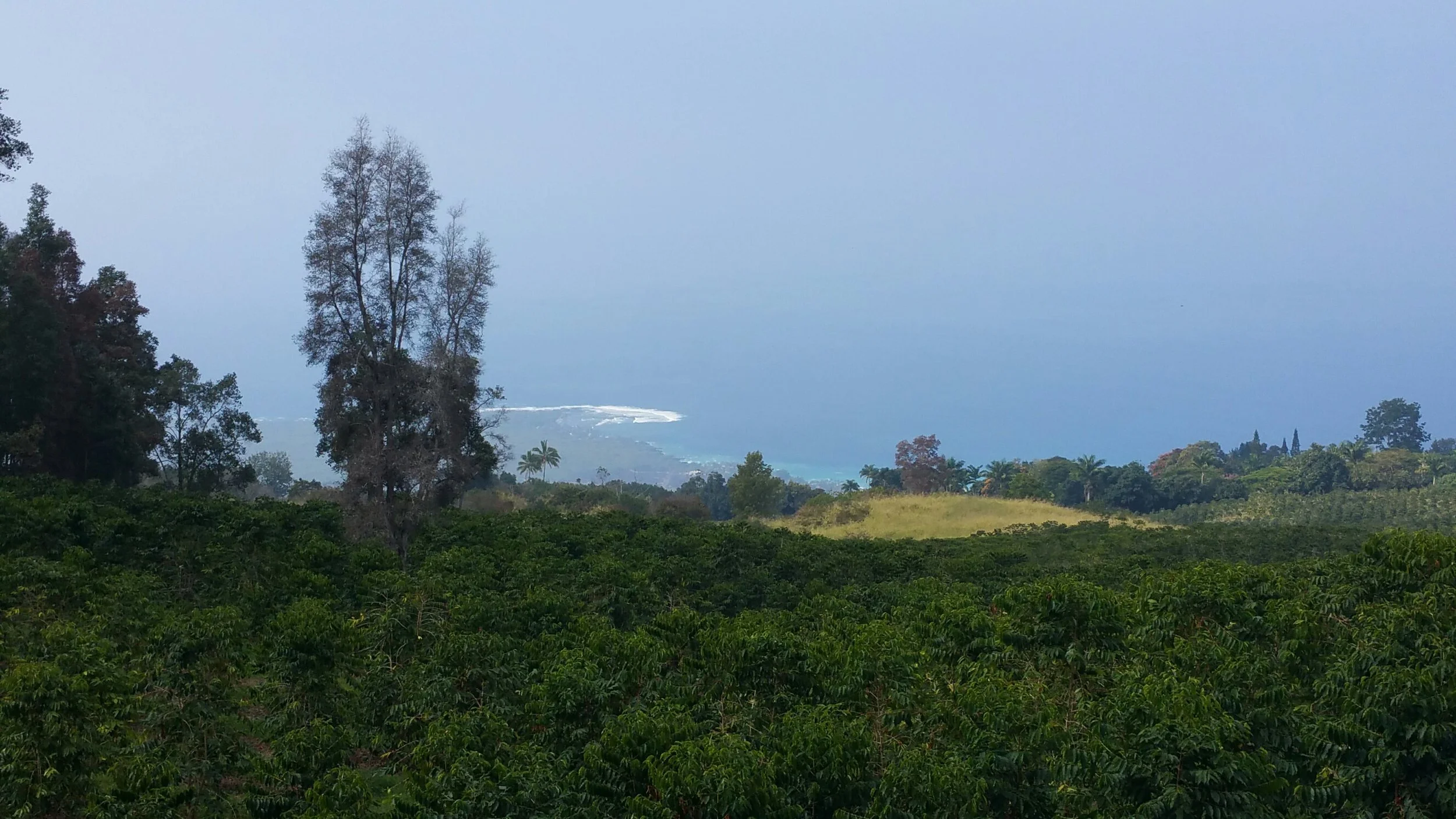 Honolulu Coffee Company, Kealakekua Hawaii