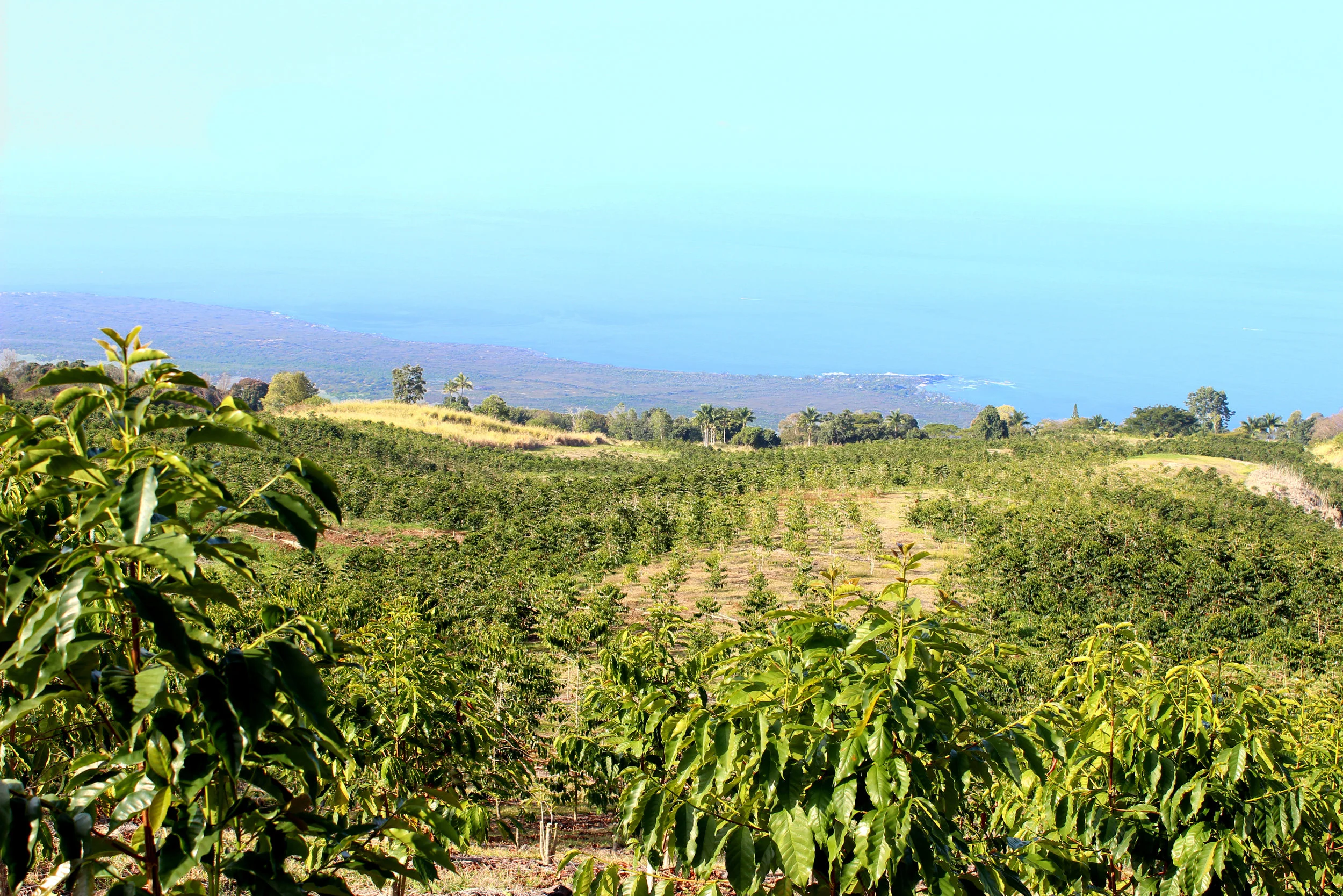 Honolulu Coffee Company farm