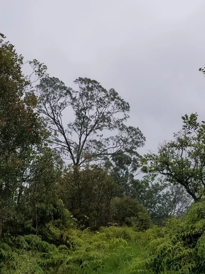 Hilo.jpg