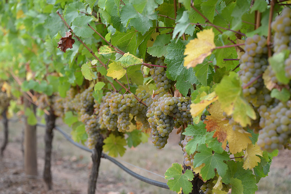 Grape clusters on the vine