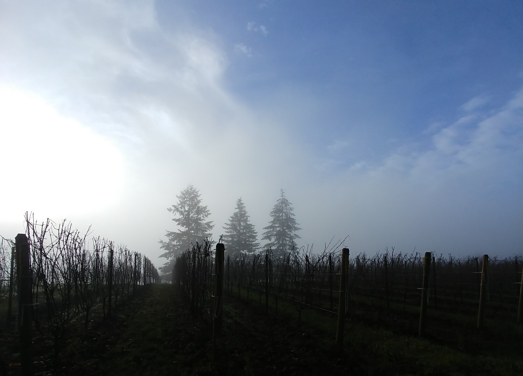 Fog over the vineyard