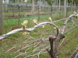Earth Day Vineyard Walks!