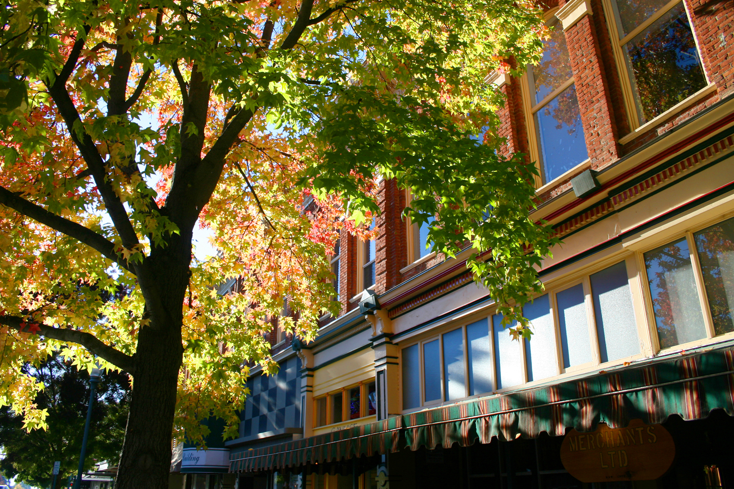 Autumn Leaves on Main Street