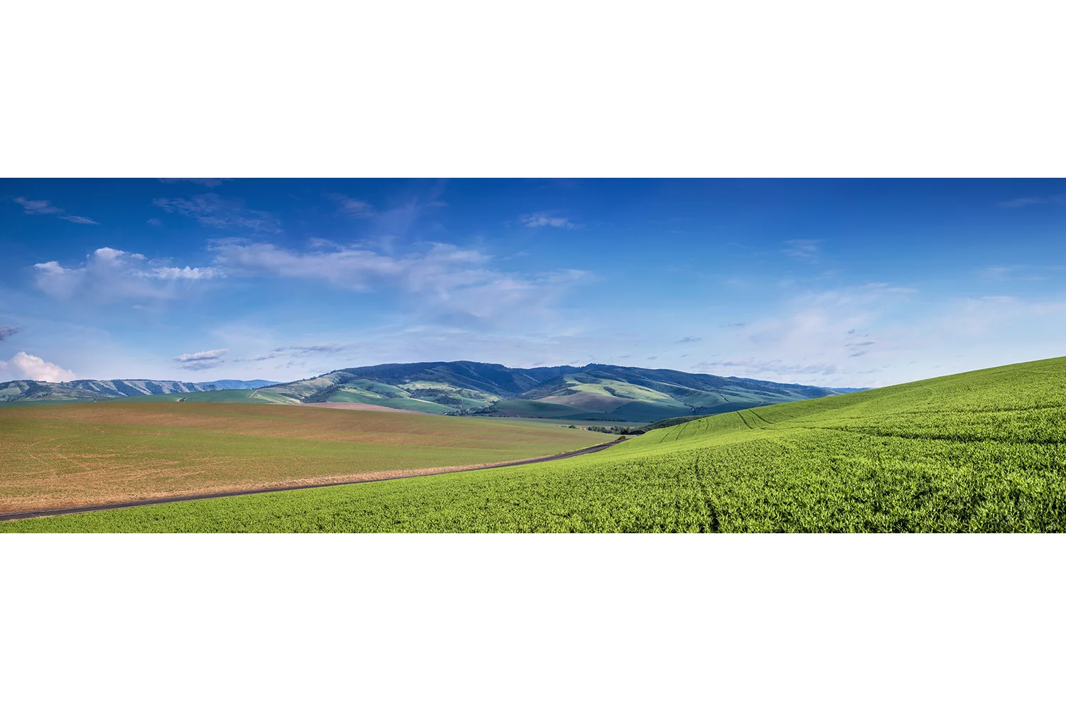 Spring Hillside