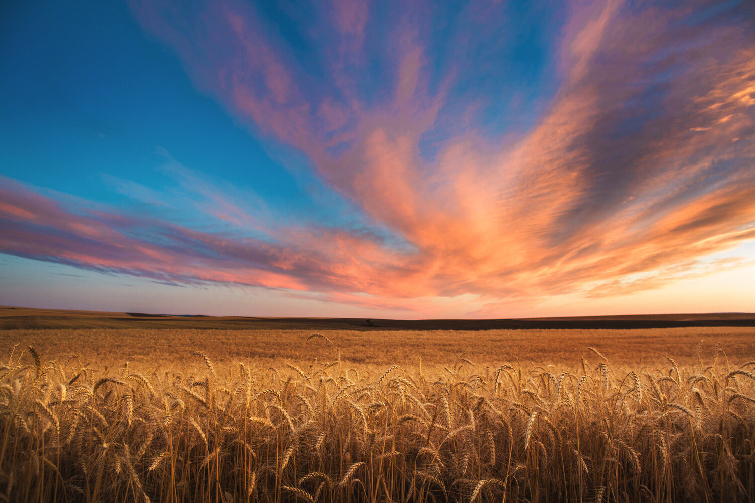 Wheat Sunset