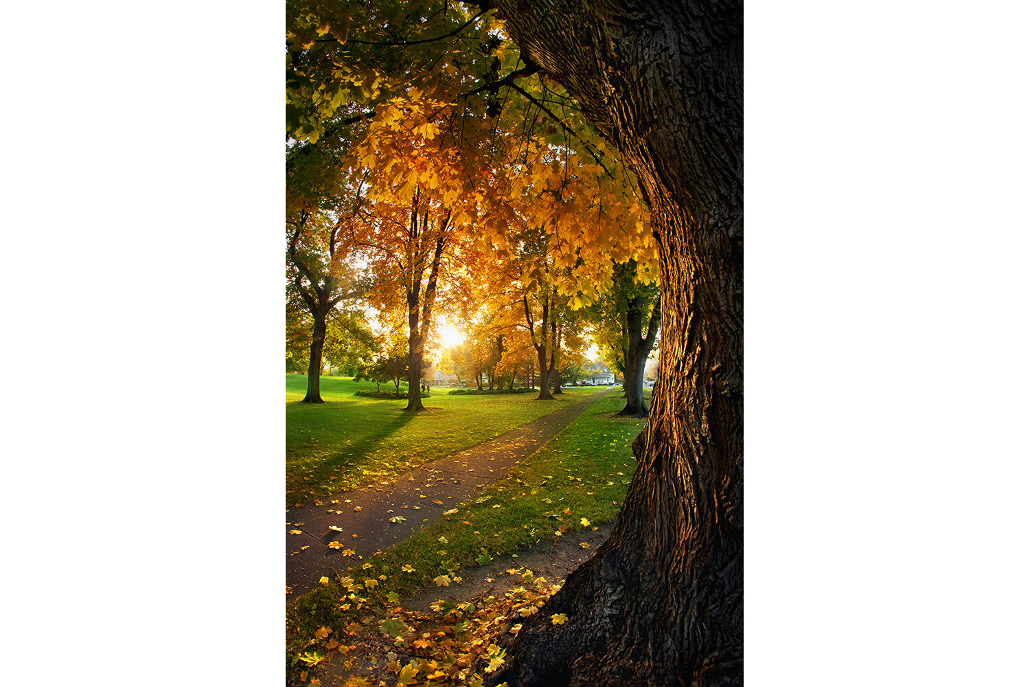 Bark and Light