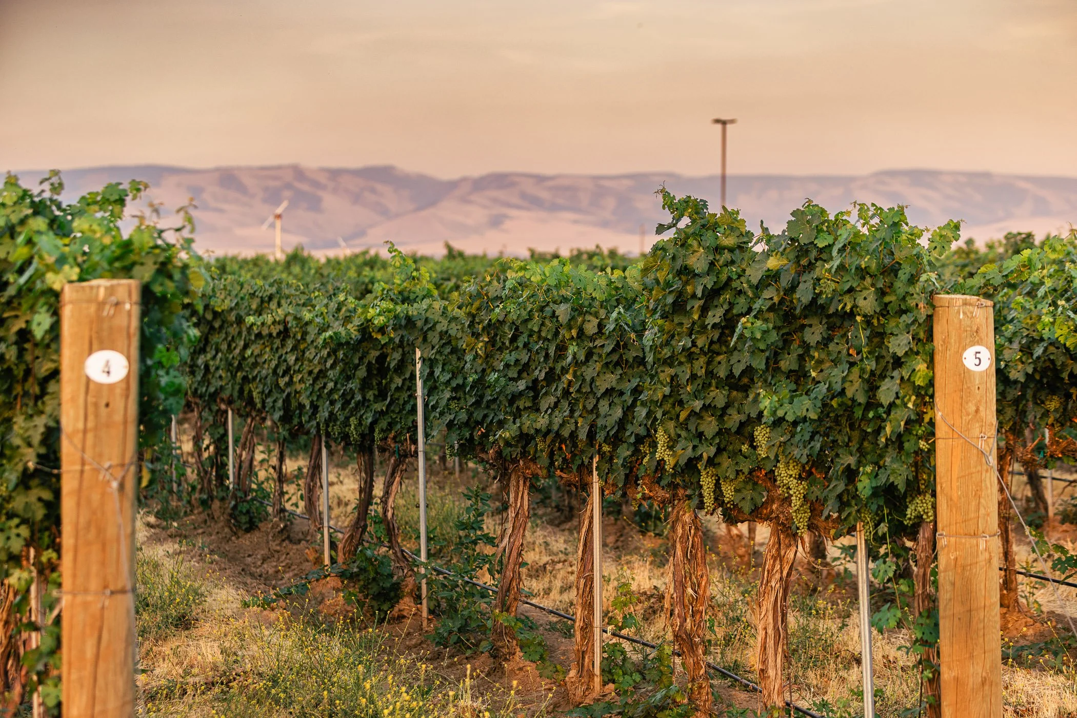 2025_VisitWW_03_Vineyard_Yellowhawk_0006 s2100 q75 S.jpg