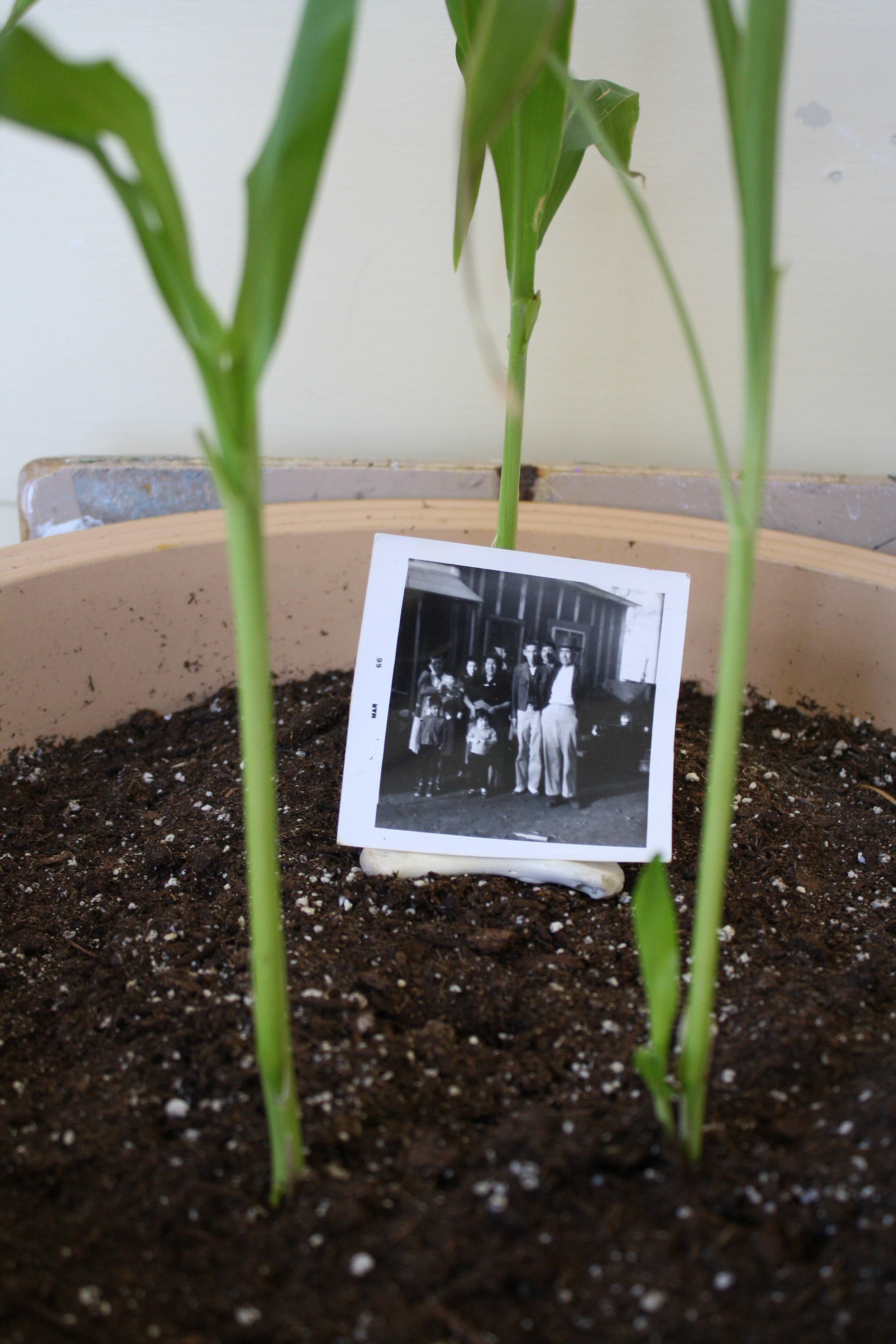  Family Photos and Mixed Media Installation, 2019 (created during Centrum’s Emerging Artist Residency in Fort Worden State Park) 