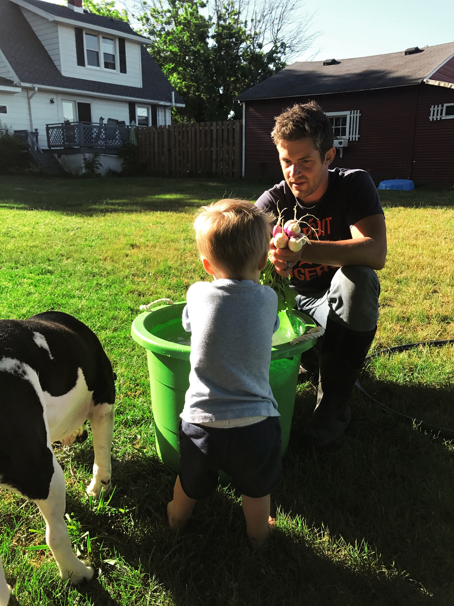 Farm assistant working hard to help wash turnips. 
