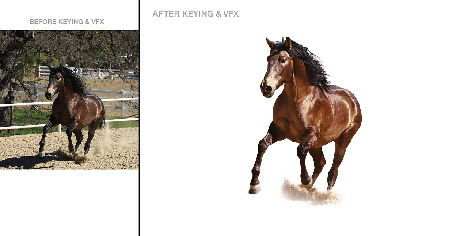 AS_Horses_Before&After.jpg