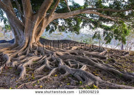 stock-photo-big-tree-root-128009219.jpg