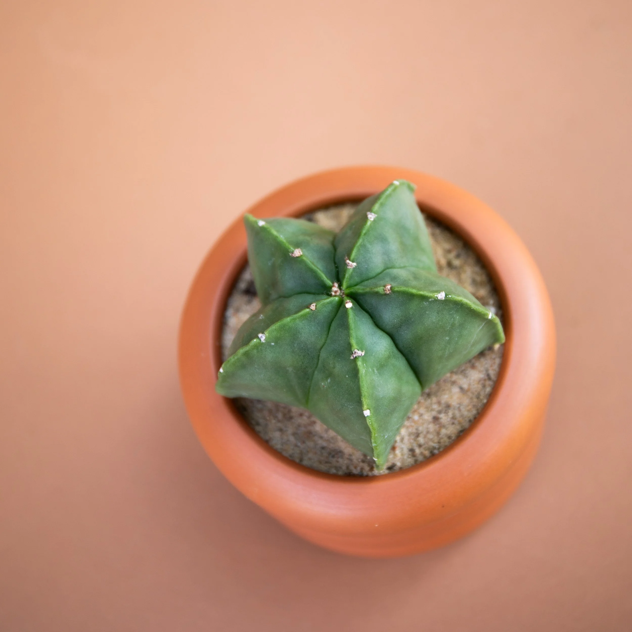 Fall Collection-2025-13.jpg