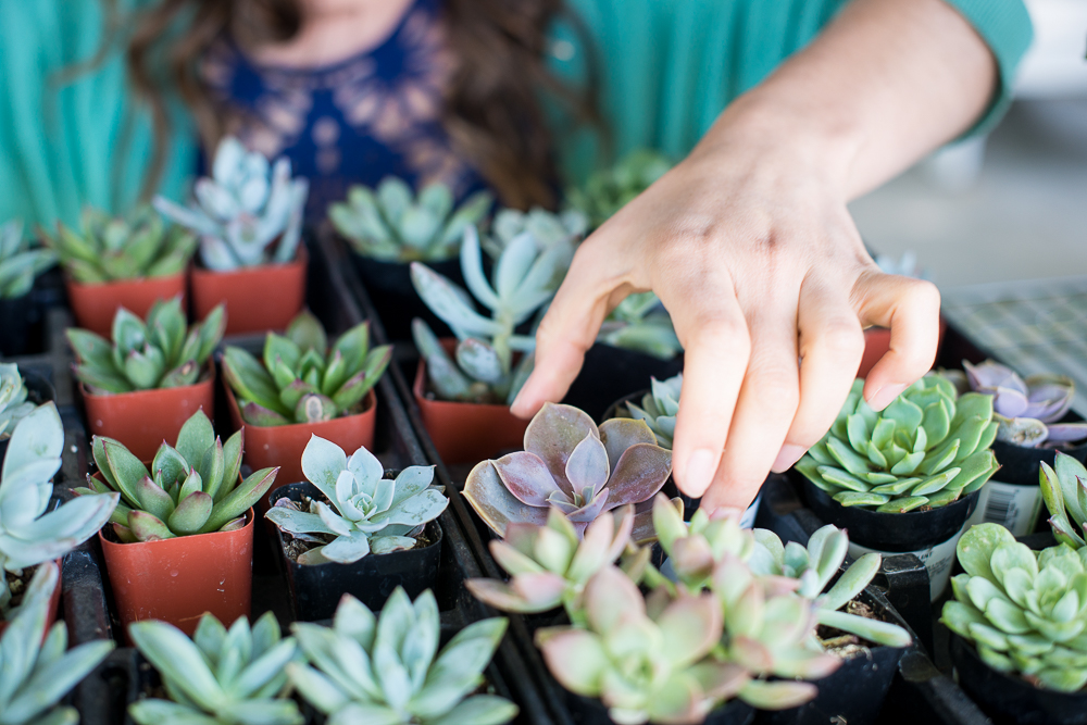 Book A Potting Party A Succulent Day