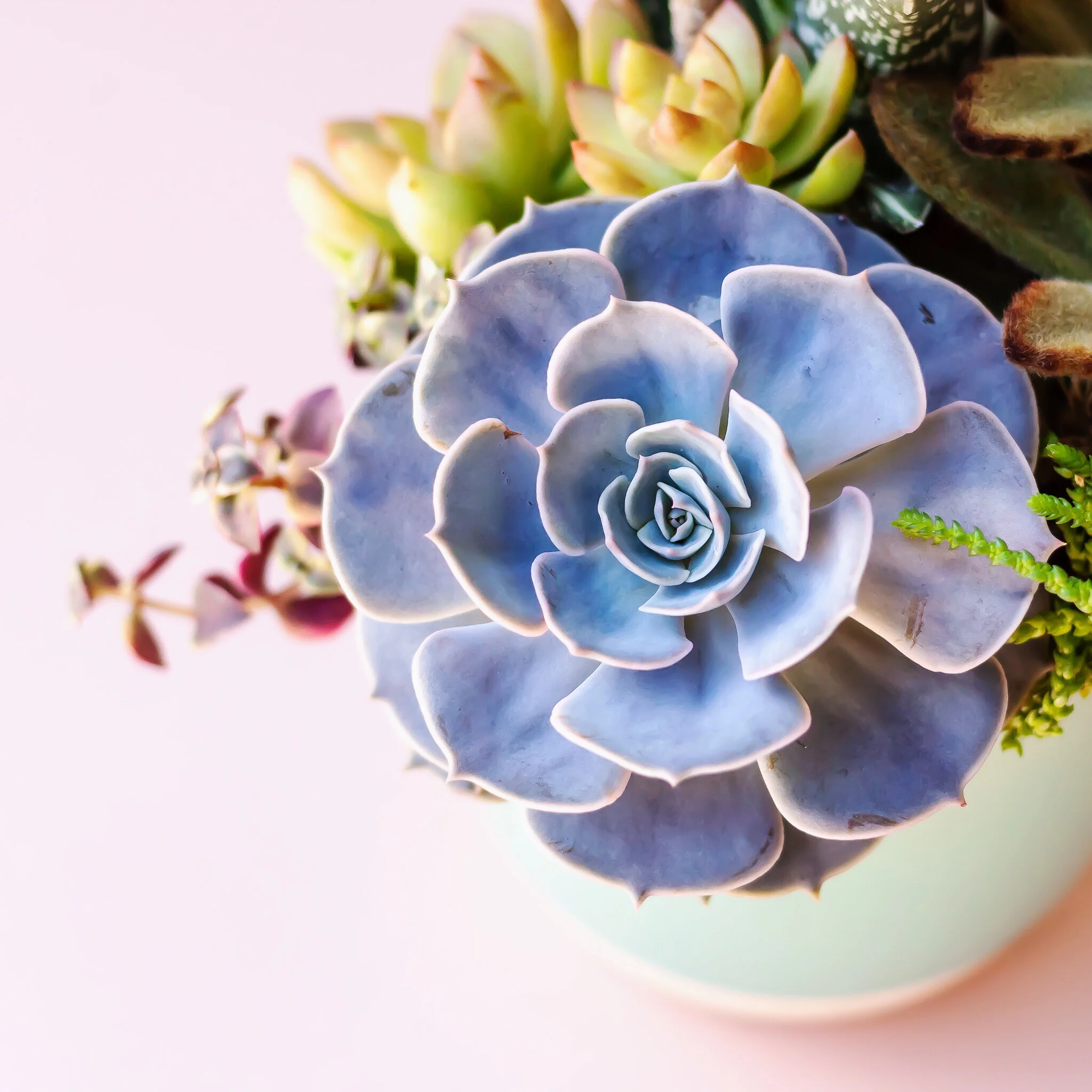 A Succulent Day  A Succulent Day