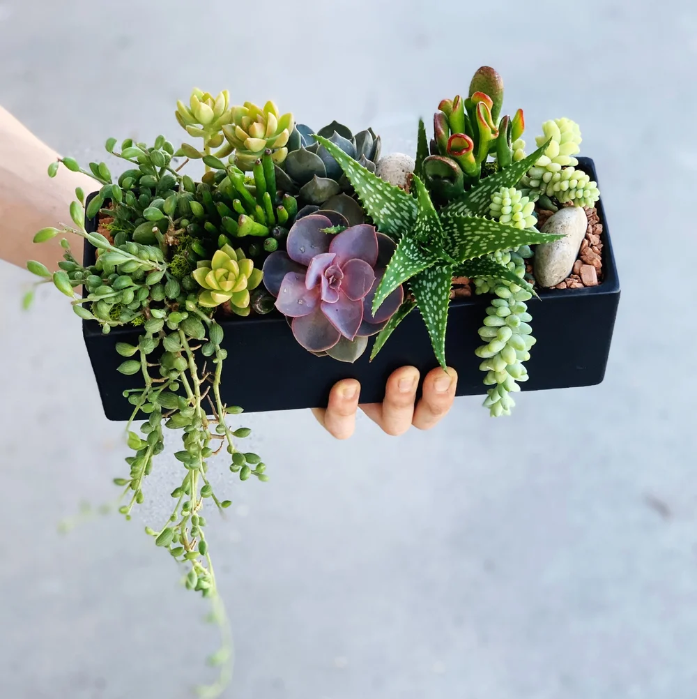 A Succulent Day  A Succulent Day