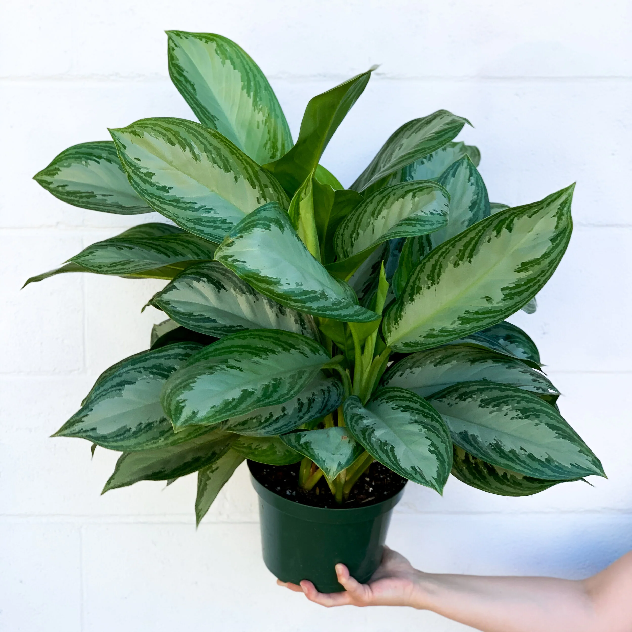 aglaonema toxic to dogs
