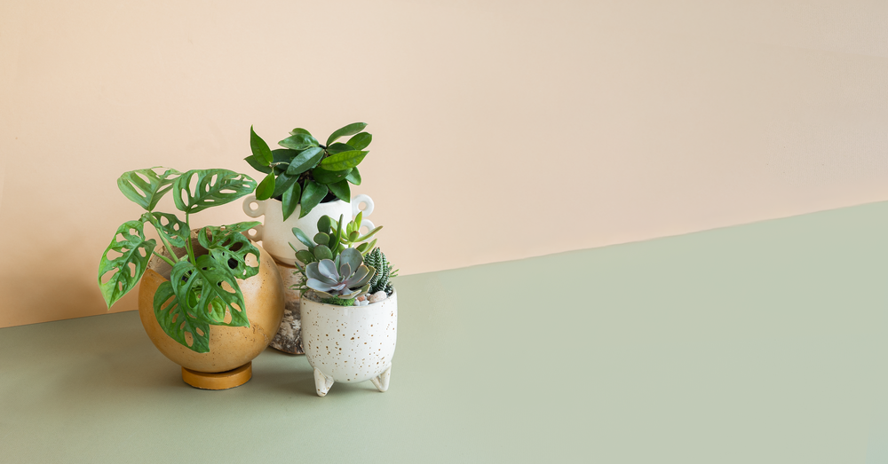 A Succulent Day