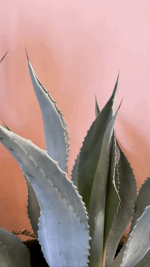 Amano Mezcal Tasting & Agave Potting Workshop  A Succulent Day