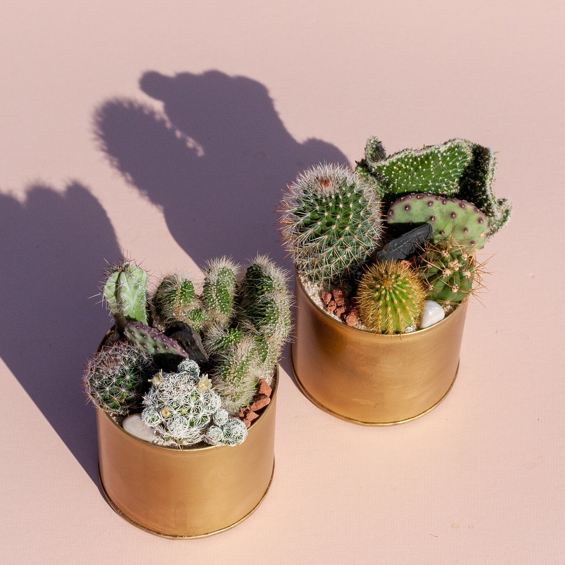 Manifesting sunshine ☀️✨🌵

Cacti need the sunshine to be happy and thrive. You might want to run and move that cactus of yours, living in the darkest corner of your house, to the window 😬

Watering can be tricky - but not so complicated. It should 