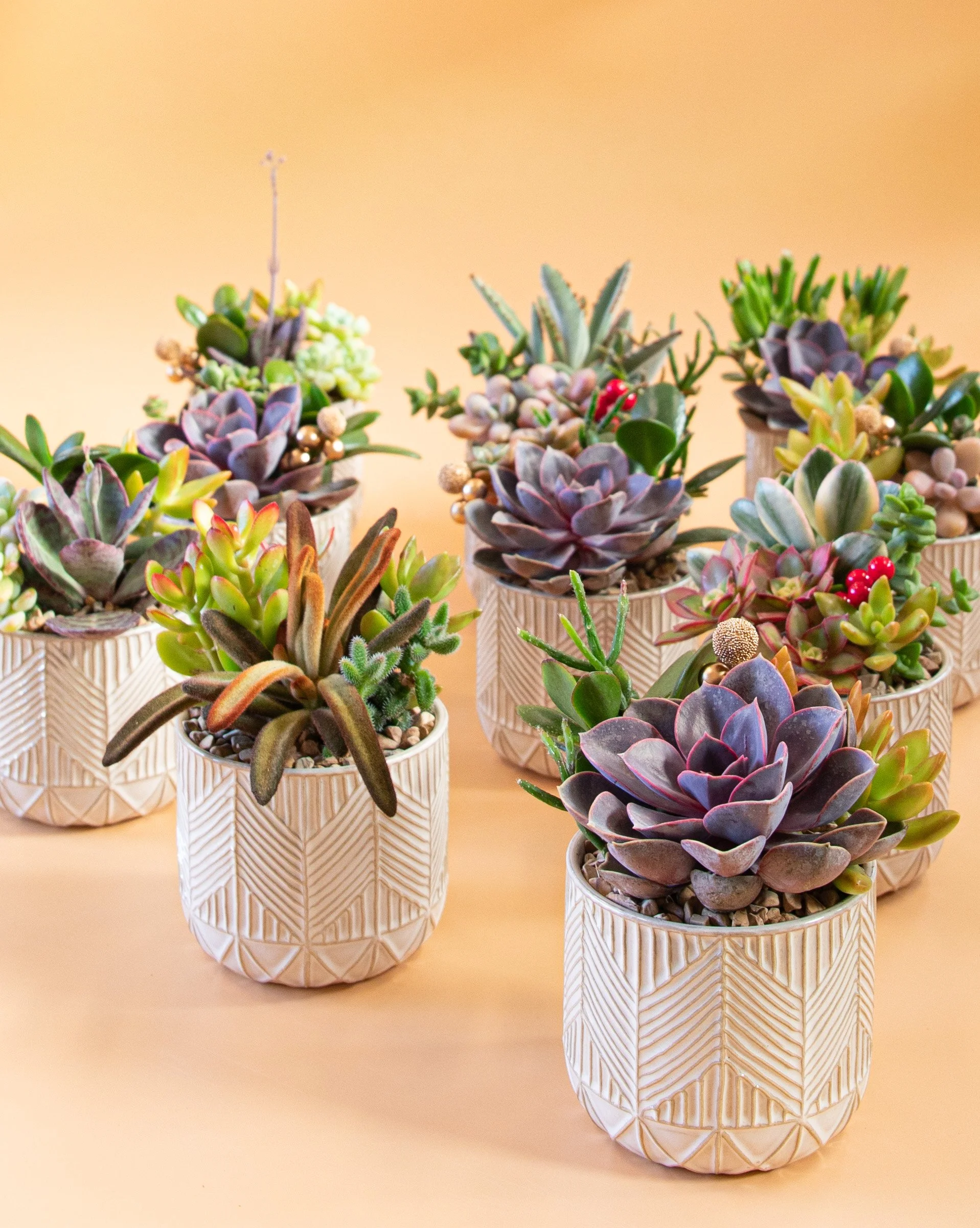 Succs, Snacks + Sips at A Succulent Day