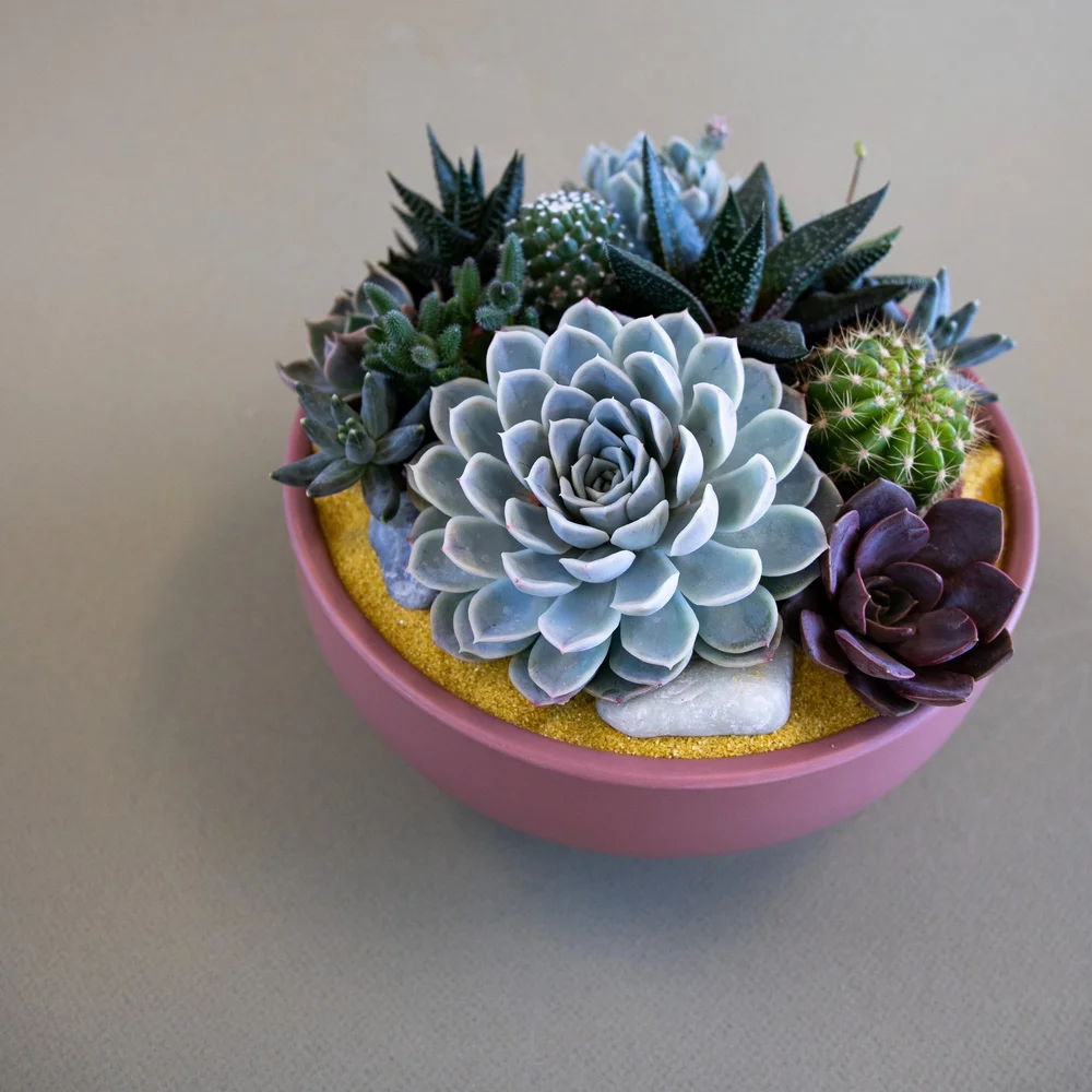 Desert Gems Bowl  A Succulent Day