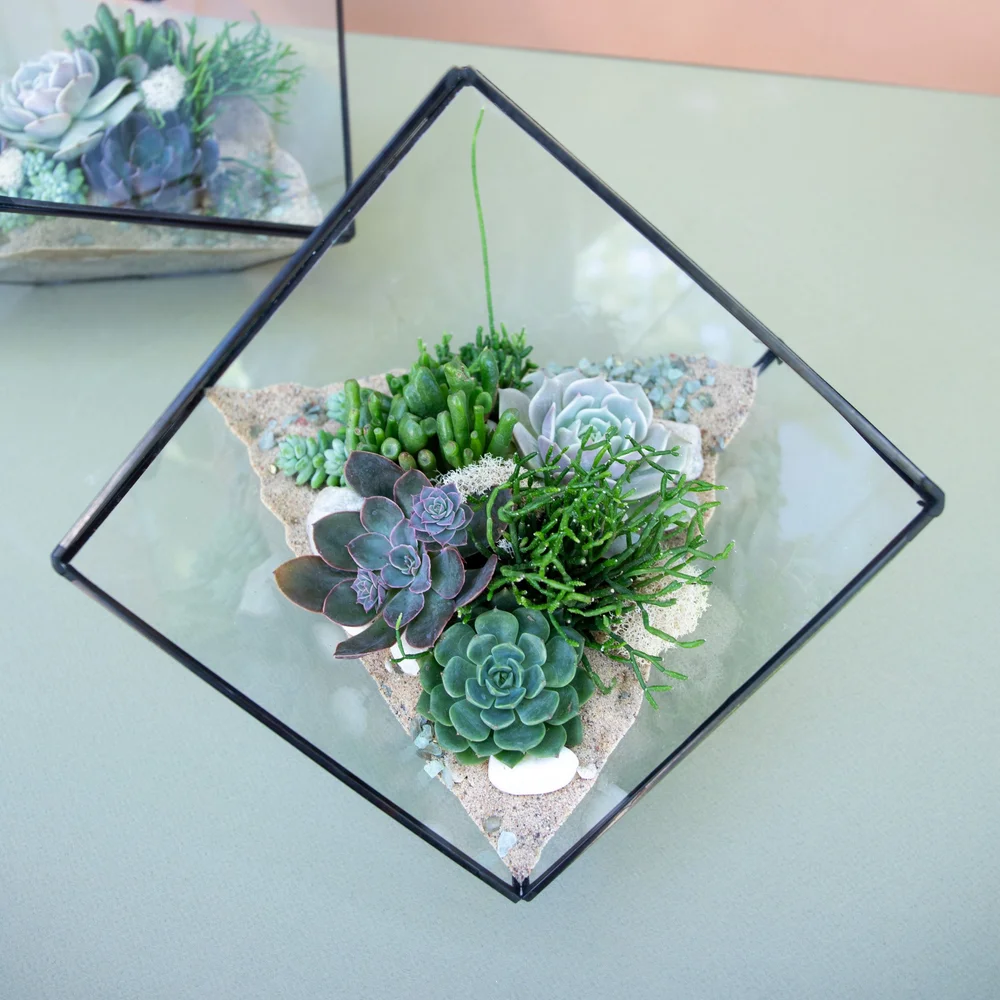 Geometric Glass Succulent Terrarium  A Succulent Day