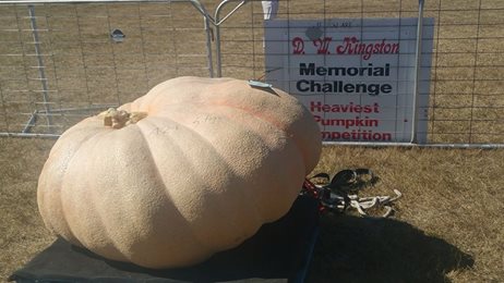 Shane's heavy pumpkin this year!