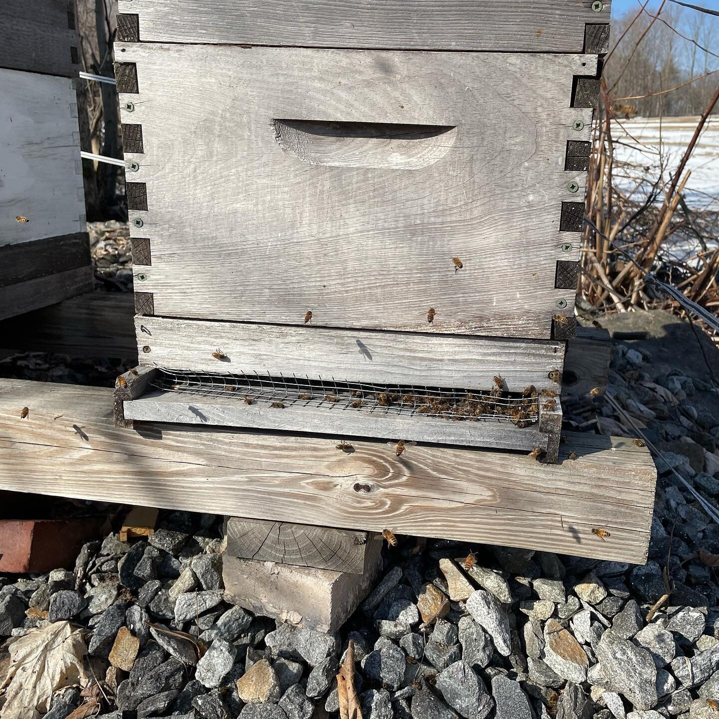 Some more important employees! We were walking the distillery dogs and realized that the hives up the hill at @northfamilyfarmllc are awake! Spring is in the air!
.
.
.
.
#bourbon #whisky #whiskey #brandy #honey #bees #sustainablefarming #familyfarm