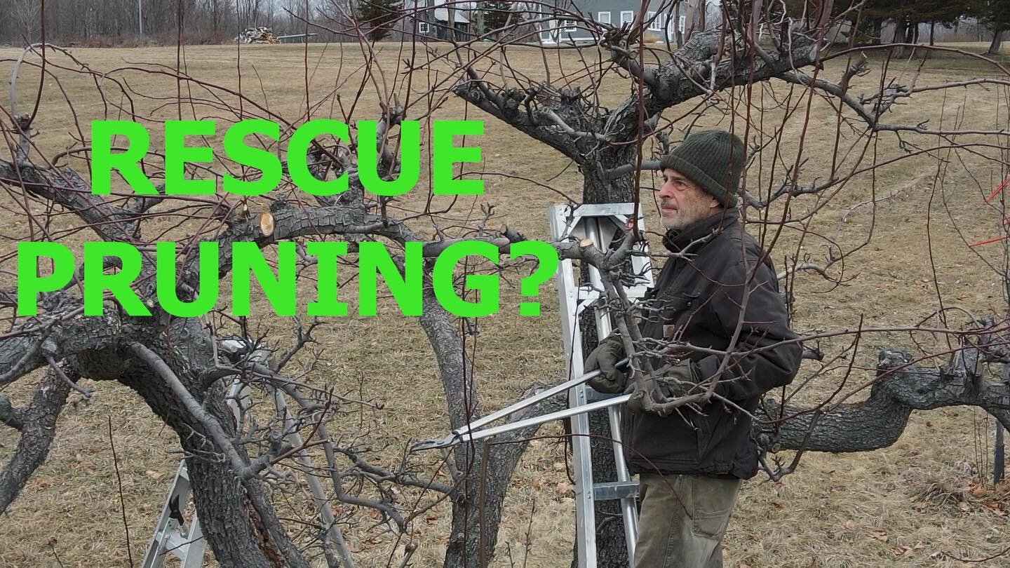 It&rsquo;s video day! Link in bio. This time join us for our biggest winter job of them all: Pruning!
.
Whether you want to see how we prune, looking for some info for your own orchard, or just want to watch some soothing video of us walking around a