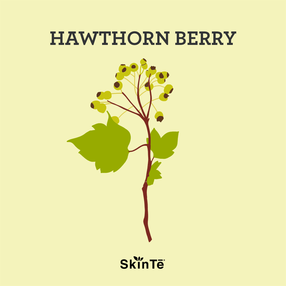 hawthorne-berry2.gif