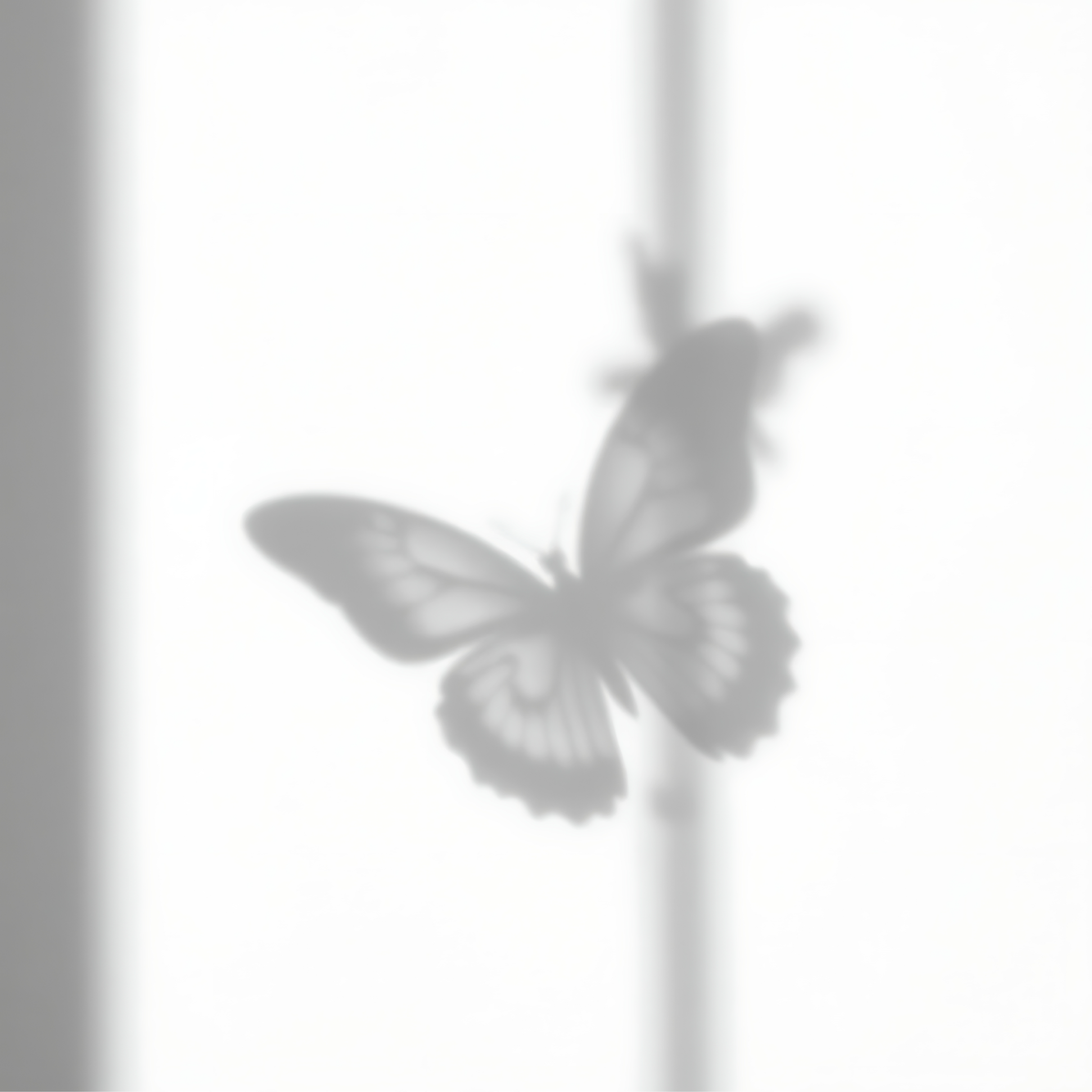 butterfly-that-is-outside-with-shadow-wall.png