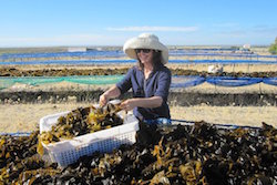 Seaweed harvesting OSEA style