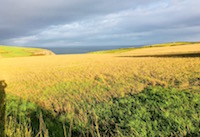 Dunowen Fields of Gold