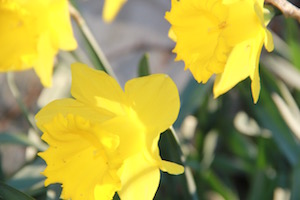 Magical daffodils bloom in late January