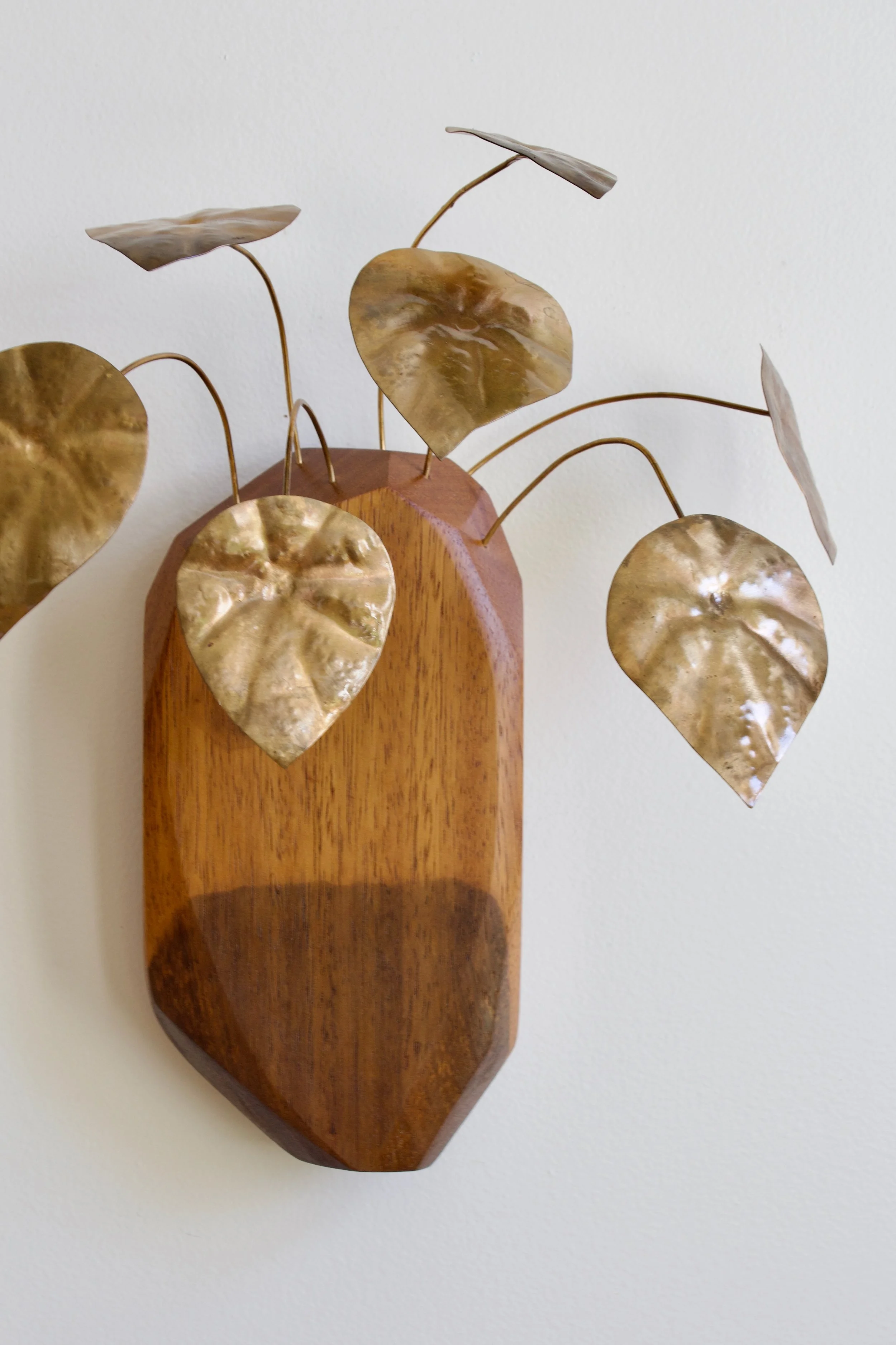 Peperomia Sandersii - 4.jpeg