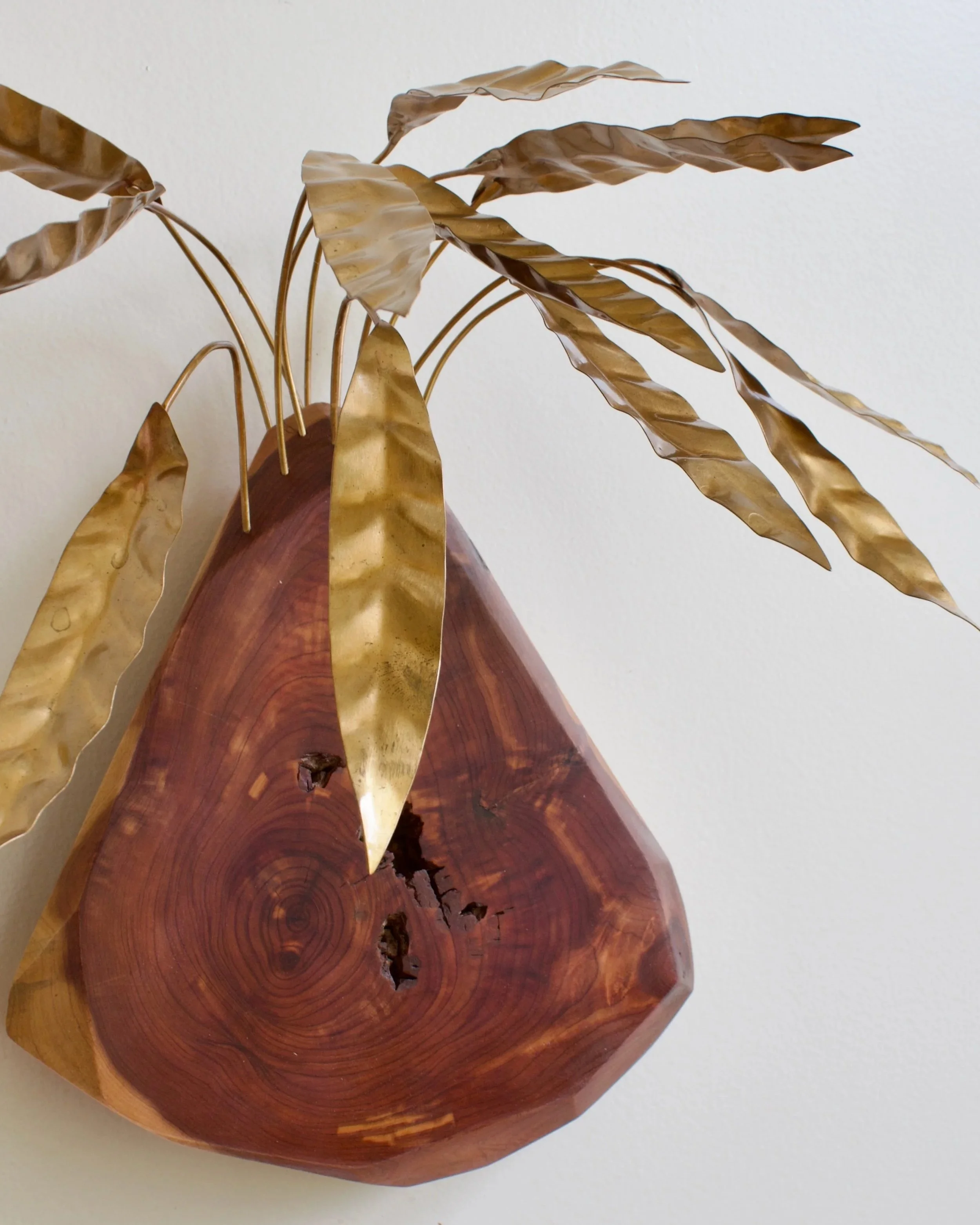 CalatheaLancifolia+-+2.jpg