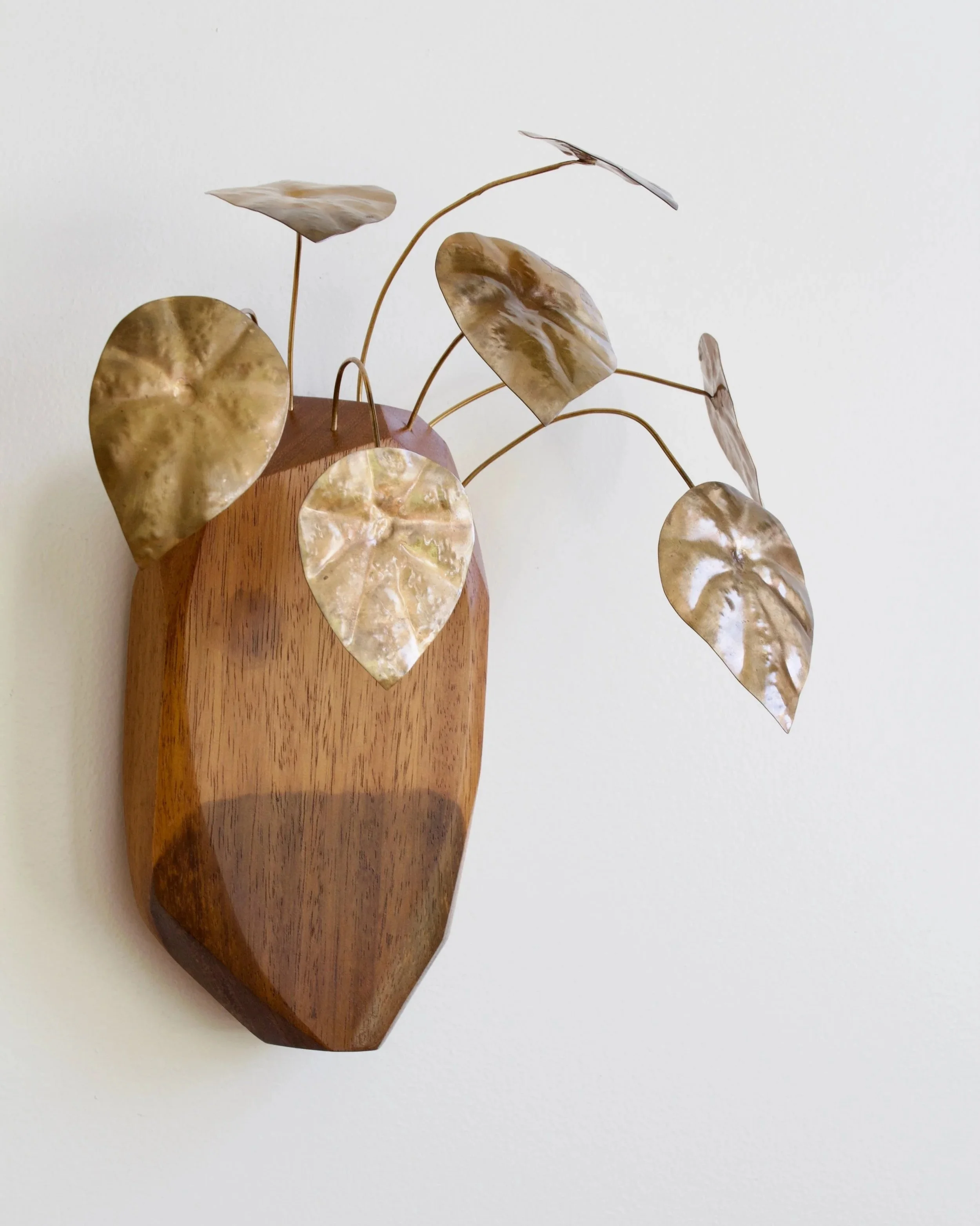 Peperomia+Sandersii+-+3.jpg