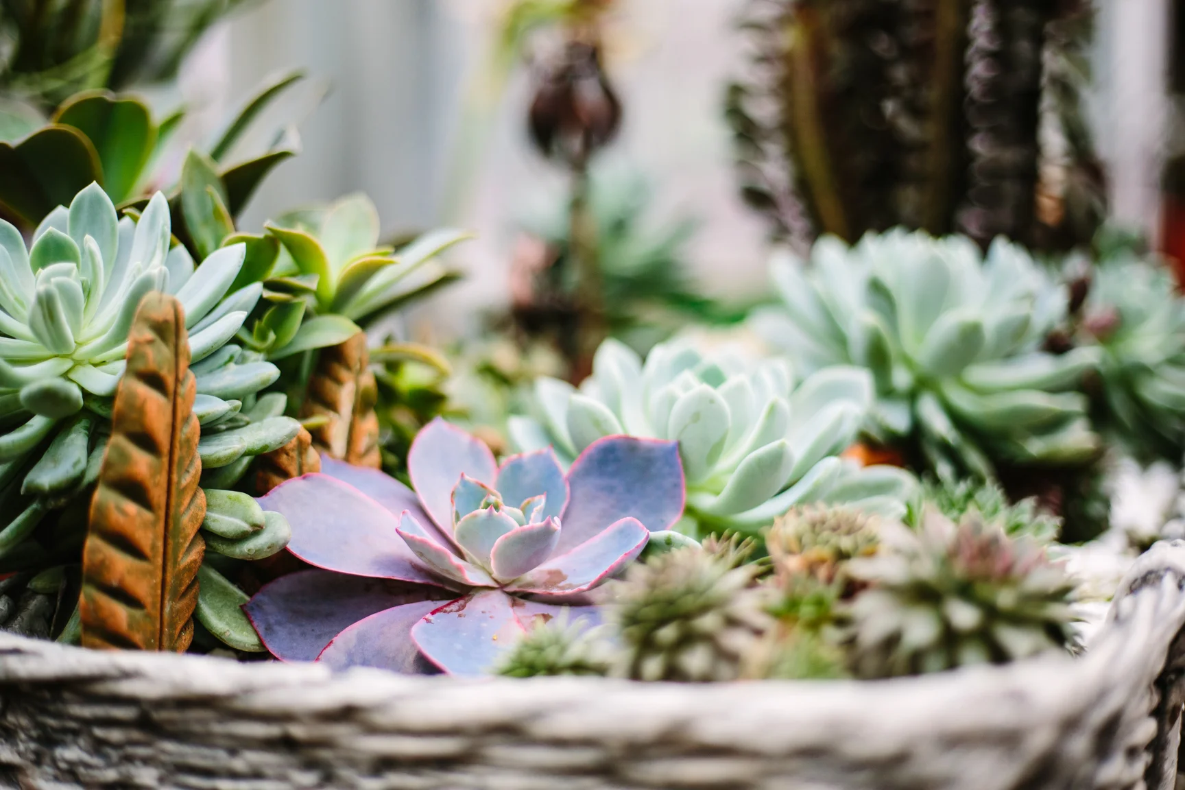 SucculentStanley-1002.jpg