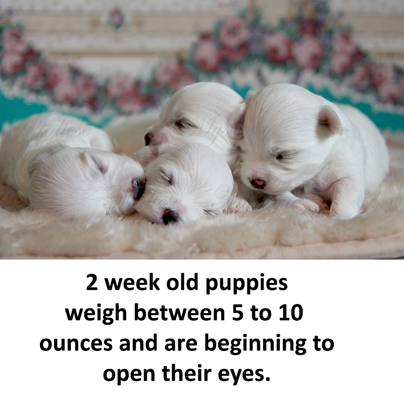 5 week old maltese puppies