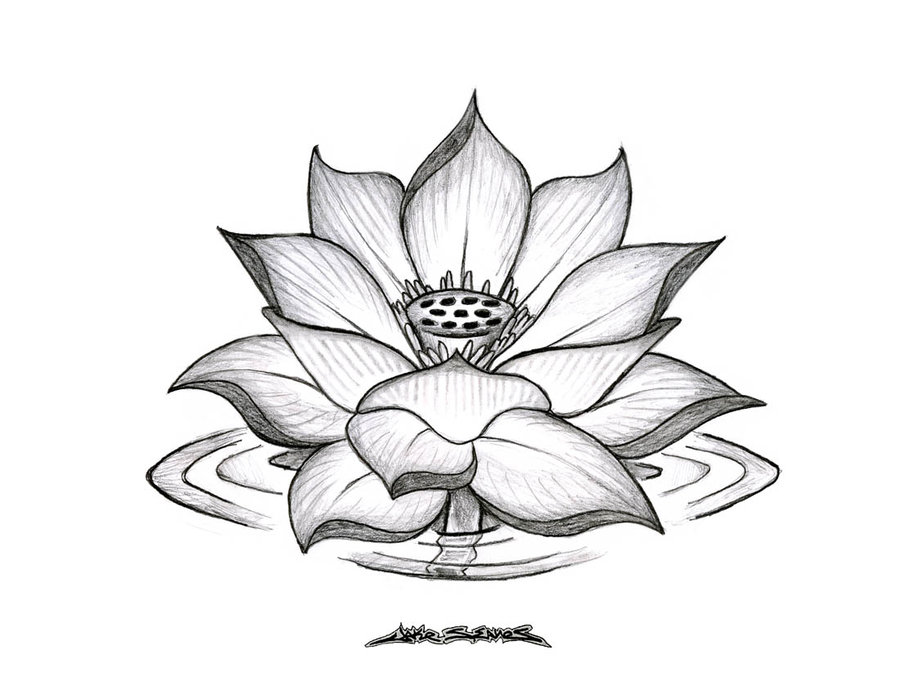 lotus_flower_by_muddygreen.jpg