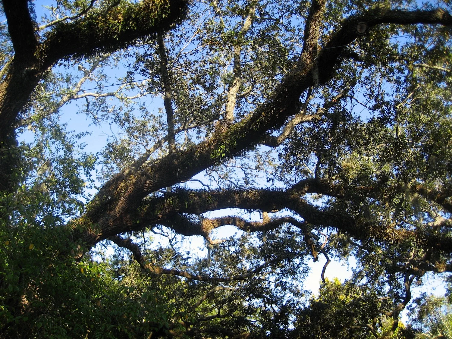 Oak Tree 6th ST.jpg