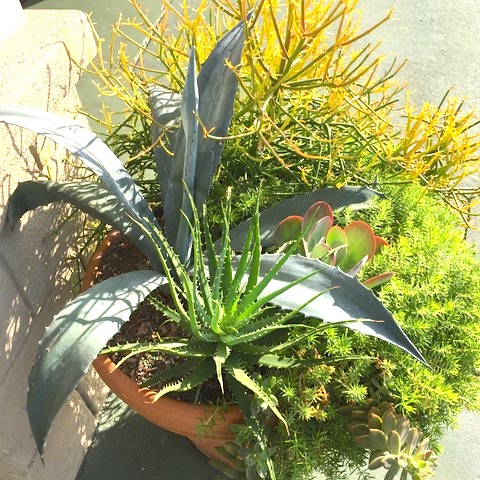 Container Gardening 1.jpeg