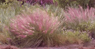 Muhly Grass looks like pink cotton candy from a distance.