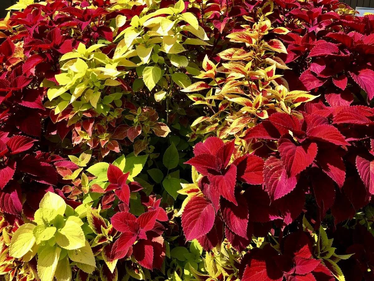 Gallery Banner Colea.jpeg