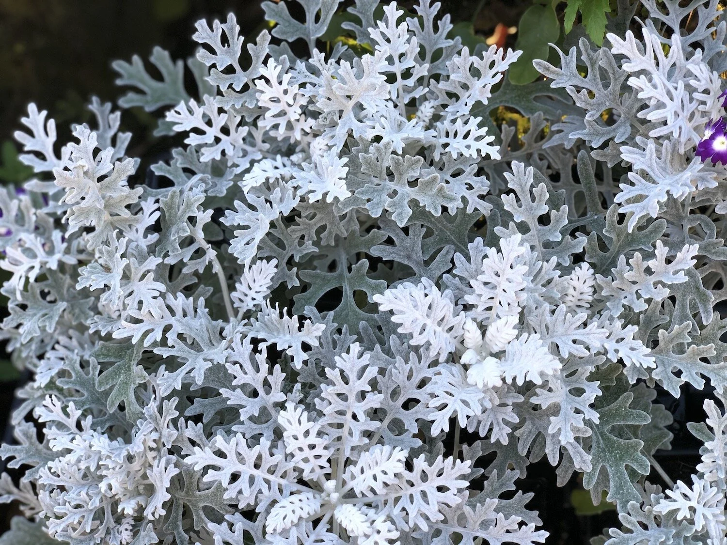 Banner Dusty Miller.jpeg
