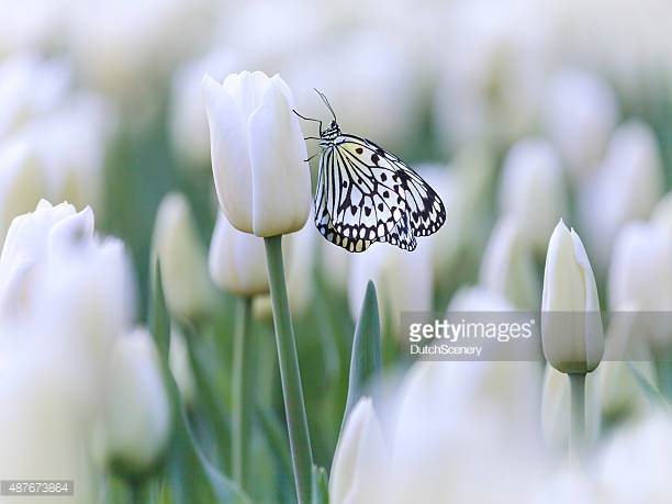 Photo by DutchScenery/iStock / Getty Images